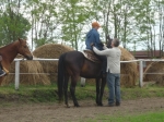 Ariat Western Ranch